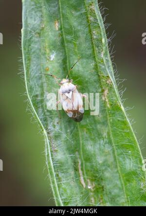 Lygus pratensis, una specie di insetto vegetale appartenente alla famiglia Miridae, Regno Unito Foto Stock