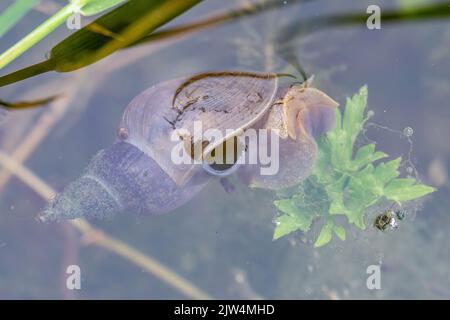 Primo piano di una grande lumaca stagno (Lymnaea stagnalis) in uno stagno faunistico, Regno Unito Foto Stock