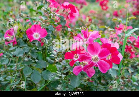 Fiori rosa-rossi rosa alpina, rosa alpina, rosa canina, rosa canina. Foto Stock