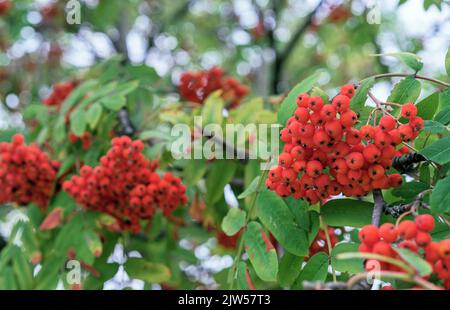 Rami di Rowan con frutti maturi. Bacche di rowan arancio sui rami di albero di rowan, closeup di bacche di rowan mature. Sorbus aucuparia frutta. Foto Stock