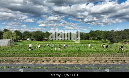 Raccolta di piselli maturi bio agricoltura Pisum sativum snap drone aereo, contadino pepe kohlrabi spinaci agricola giardino coltivatore frutteto dron Foto Stock