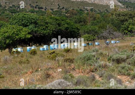 Alveari di api in un campo. Isola di Tilos, Dodecaneso, Grecia, UE Foto Stock