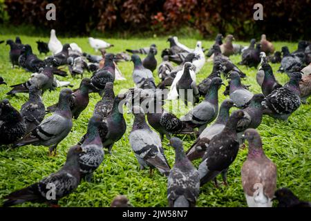 Phnom Penh, Cambogia. 03rd Set, 2022. Un gregge di piccioni mangia insieme in un parco pubblico a Phnom Penh. (Foto di Matt Hunt/SOPA Images/Sipa USA) Credit: Sipa USA/Alamy Live News Foto Stock