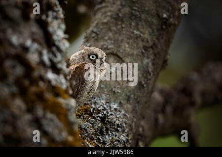 Scope Nesting Owl, Otus scops, seduto su un ramo d'albero nella foresta. Fauna selvatica scena animale dalla natura. Foto Stock