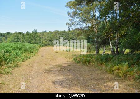 Ampio sentiero nella foresta inglese dopo il progetto 2022. Foto Stock