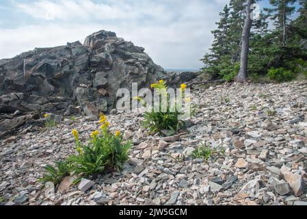 Goldenrod sul mare che cresce sulla costa frastagliata del Maine, Acadia National Park, Mount Desert Island, Maine, USA Foto Stock