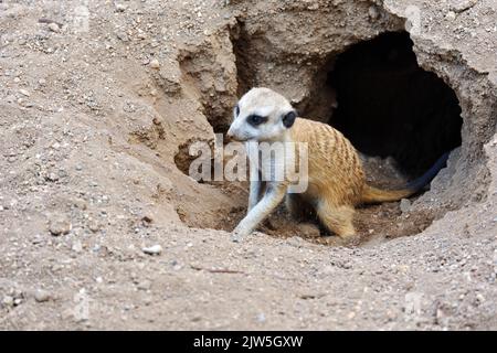 In estate, si può scavare nel terreno sabbioso un meerkat selvaggio Foto Stock