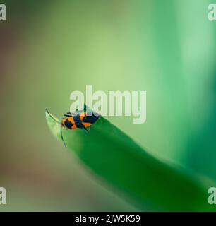 Un fuoco poco profondo angolo alto colpo di un grande bug di alghe mungere su una pianta Foto Stock