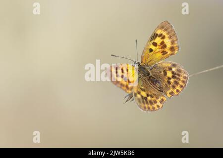 Piccola farfalla di rame con ali aperte appollaiate su un ramo sottile, immagine dettagliata della fauna selvatica della provincia di León, Spagna Foto Stock