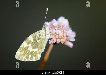 Farfalla bianca a righe verdi che riposa su un fiore rosa all'alba, immagine macro dettagliata catturata nella provincia di León, Spagna Foto Stock