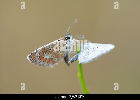 Foto macro di una piccola farfalla blu appoggiata su un gambo di erba secca nella provincia di León, che mostra delicati motivi alari e morbido bokeh naturale. Foto Stock