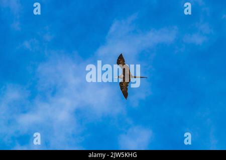 Fregat uccelli gregge sono volanti intorno con sfondo blu cielo nuvole in Playa del Carmen Quintana Roo Messico. Foto Stock