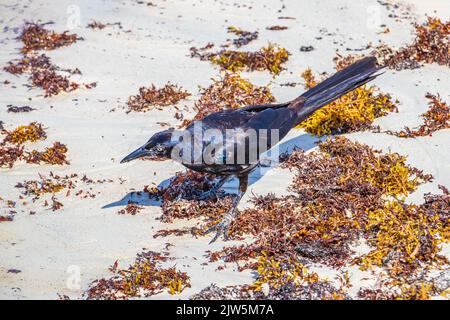 L'uccello femmina maschile Gricle Quiscalus mexicanus dalla coda grande mangia sargazo disgustoso sulla spiaggia tropicale messicana di Playa del Carmen Messico. Foto Stock