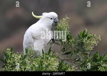 Cockatoo allo zolfo che si nutrono dei fiori di Corkwood Foto Stock