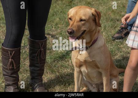 Golden Labrador cane sedette sull'erba e guardando in lontananza Foto Stock