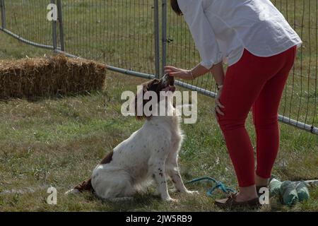 Il proprietario si piegò per istruire uno springer spaniel in una competizione ad un'abbondanza di spettacolo Foto Stock