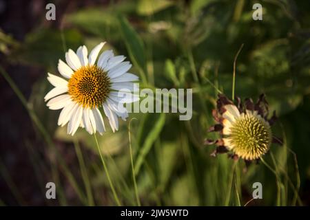 Ecinacea bianca tra fiori appassiti in un aiuola al tramonto Foto Stock