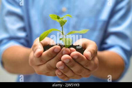 La crescita viene coltivata lentamente. Studio shot di persone non riconoscibili che detengono una pianta in erba. Foto Stock