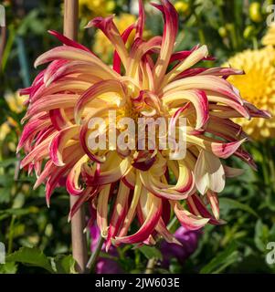 Akita Dahlia, Dekorativdahlia (Dahlia x Hortensis) Foto Stock