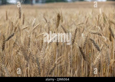 Le carenze alimentari a livello globale stanno aumentando a causa dello shock della guerra in Ucraina, del cambiamento climatico e dell'aumento dell'inflazione. Foto Stock