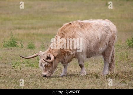 Mucca delle Highland che pascolano su praterie pascoli in Alberta, Canada Foto Stock