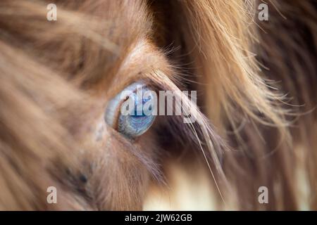 Mucca delle Highland con particolare attenzione all'occhio blu Foto Stock