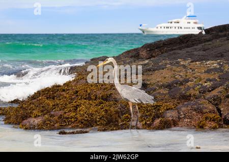 Il grande uccello di airone blu (Ardea herodias) che percorre la costa rocciosa dell'isola di San Cristobal nelle isole Galapagos con una nave da crociera nelle vicinanze Foto Stock