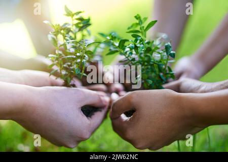 Coltivare nuova vita together. Quattro persone ciascuno tenendo una pianta che cresce nel suolo. Foto Stock