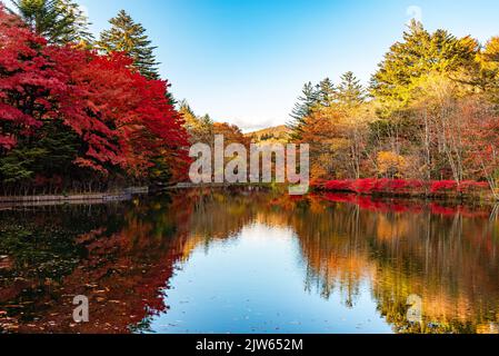 Kumobaike Pond autunno fogliame paesaggio vista, multicolore riflettendo sulla superficie in giorno di sole. Prefettura di Nagano, Giappone Foto Stock