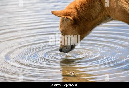 Thirsty Dog bere acqua dalla riva del lago foto ravvicinata, ondulazione superficie d'acqua. Foto Stock