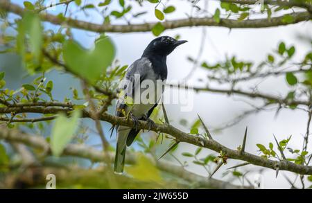 Uccello maschio a testa nera Cuckooshrike (Coracina Melanoptera) che riposa all'ombra di un arbusto spinoso. Foto Stock