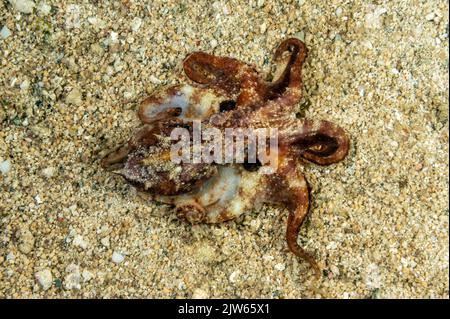 Veleno Ocellate Octopus, Amphioctopus siamensis, Raja Ampat Indonesia. Foto Stock