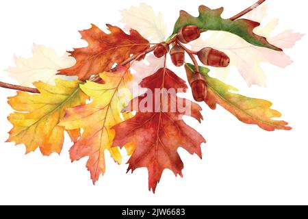 Autunno colorato con foglie di quercia rami, illustrazione acquerello con disegno a mano. Adatto per decorare in autunno festival, biglietti d'auguri o poste Illustrazione Vettoriale