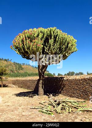 Rovine del palazzo nella città di Axum, Etiopia Foto Stock