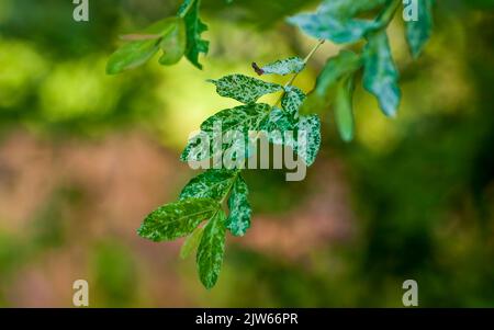 Salice (Salix integra 'Hakuro Nishiki'). Foglie variegate. Berkshire Botanical Garden, Stockbridge, Massachusetts, Stati Uniti. Foto Stock