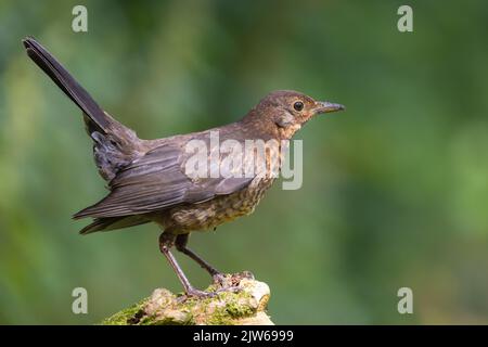 Blackbird giovanile [ Turdus merula ] sul vecchio palo con coda eretta Foto Stock