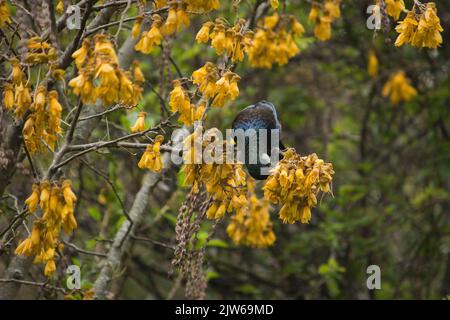 Nutrimento endemico di uccelli Tui sui fiori di Kowhai, Nuova Zelanda Foto Stock