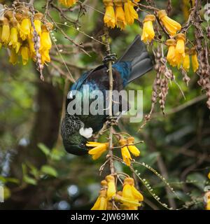 Nutrimento endemico di uccelli Tui sui fiori di Kowhai, Nuova Zelanda Foto Stock