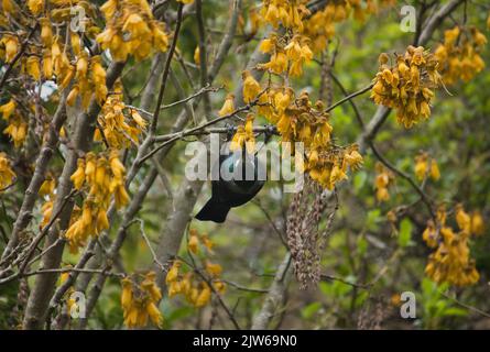 Nutrimento endemico di uccelli Tui sui fiori di Kowhai, Nuova Zelanda Foto Stock