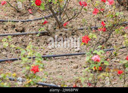 fiorito con molte rose e manichette per l'irrigazione automatica dell'acqua Foto Stock