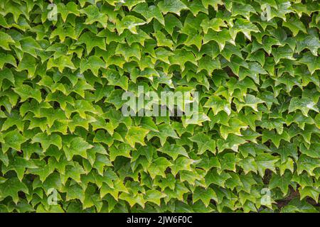 Una bella vista di un muro con foglie di verde brillante Foto Stock