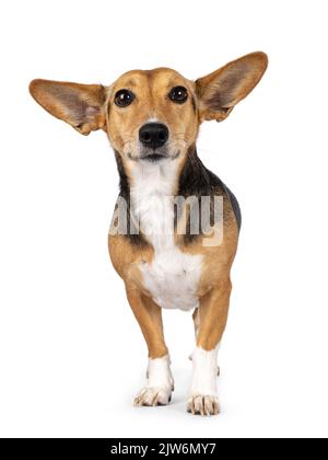 Cane non di razza su sfondo bianco Foto Stock