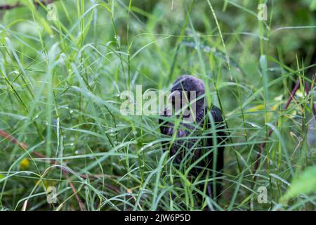 Corvo che si nasconde dietro l'erba Foto Stock