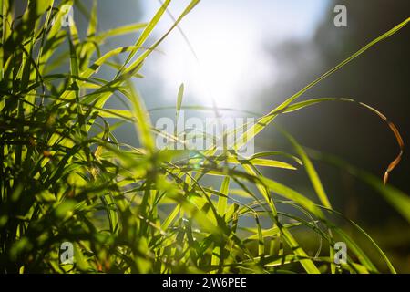 Erbe o raccolti con luce solare. Natura o carbonio netto-zero o carbonio neutro concetto foto. Messa a fuoco selettiva in primo piano. Foto Stock
