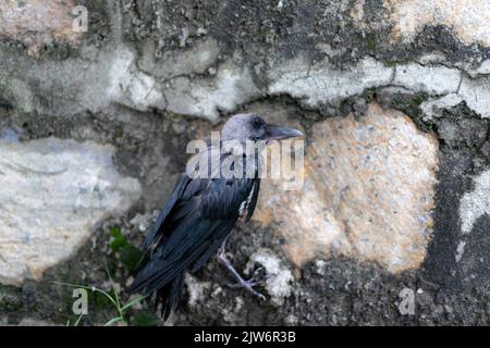 Corvo bagnato che prende riparo sotto la pioggia con un muro di pietra Foto Stock