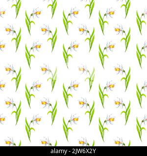 Acquerello bianco daffodils illustrazione botanica. Motivo di fiori senza cuciture su sfondo bianco. Disegno per la stampa su abiti, cartoline, libri Foto Stock