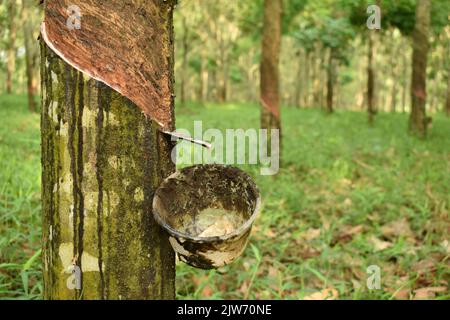 Il lattice viene raccolto da un albero di gomma maschiato. Sukoharjo, Giava, Indonesia. Foto Stock