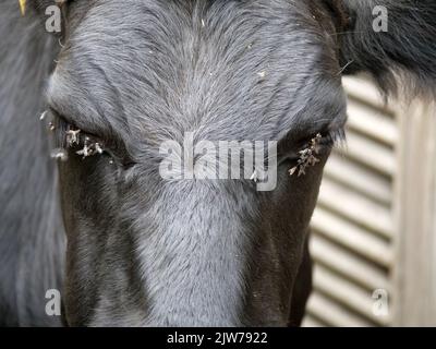 La testa di mucche nere con mosche intorno ai relativi occhi chiusi Foto Stock