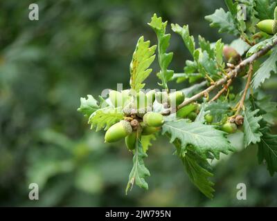 Ghiande su un ramo di una quercia con foglie verdi Foto Stock