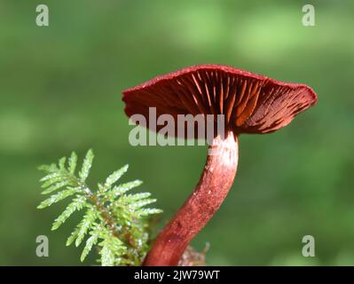Sangue rosso webcap Cortinarius sanguineus colorante naturale fungo in una foresta Foto Stock